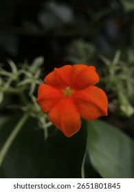 Vibrant orange flower in sharp focus, standing out against a soft, dark green blurred background.
