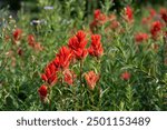 Vibrant orange flowers of scarlet indian paintbrush flowers blooming in a subalpine meadow in Rainier National Park on a sunny summer day, as a nature background
