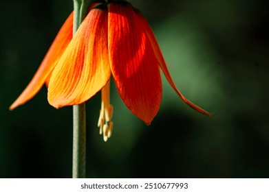 Vibrant Orange Fritillaria in Blooming Glory - Powered by Shutterstock