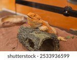 A vibrant orange lizard relaxing on a log in its terrarium habitat. The natural setting showcases the creature