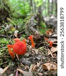 Vibrant orange mushrooms found on Cliff Trail in Harpswell, ME