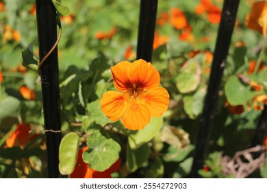 Vibrant orange nasturtium flowers grow along a black metal fence, surrounded by lush green leaves. This colorful display adds charm to the garden during a sunny day. - Powered by Shutterstock