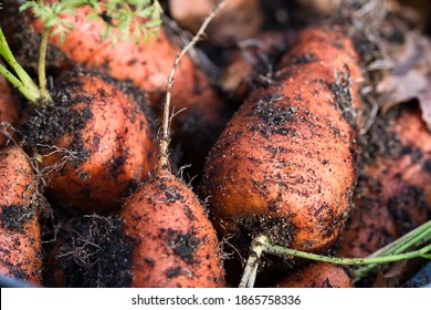 Vibrant orange organic carrots roots with green tops freshly pulled out from garden bed, dirty with soil and compost earth, full frame macro food background, gardening and self sufficiency concept - Shutterstock ID 1865758336