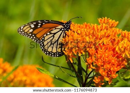 Vibrant orange petals of a flowering plant provide nectar for a monarch butterfly.