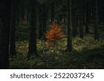 Vibrant Orange Sapling Illuminated in a Dark Forest