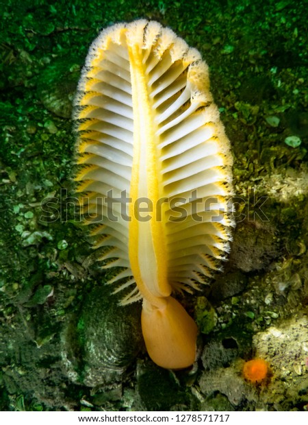 A vibrant Orange Sea Pen photographed\
in the cold waters of  southern British\
Columbia.