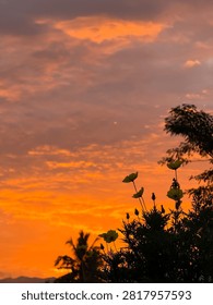 Vibrant orange sunset sky with dramatic clouds and wildflower silhouettes.