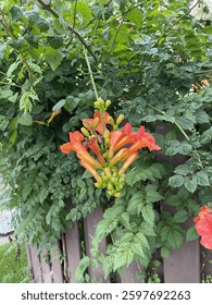 A vibrant orange trumpet vine flower in full bloom, surrounded by lush green leaves. The delicate petals contrast beautifully against the wooden fence in the background, creating a natural and colorfu