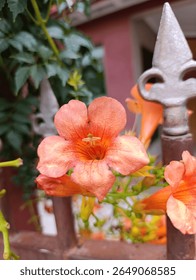 Vibrant orange trumpet-shaped flowers bloom against a backdrop of green leaves and a rusted metal fence with pointed tops. A red wall and blurred foliage enhance the colorful scene, captured in natura