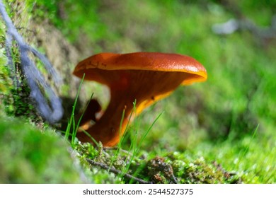 Vibrant orange wild mushrooms nestled in lush green vegetation, capturing the essence of untouched forest life. Perfect close-up for nature and botany themes. - Powered by Shutterstock