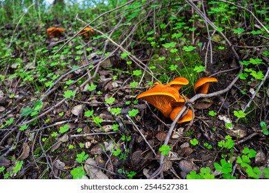 Vibrant orange wild mushrooms nestled in lush green vegetation, capturing the essence of untouched forest life. Perfect close-up for nature and botany themes. - Powered by Shutterstock