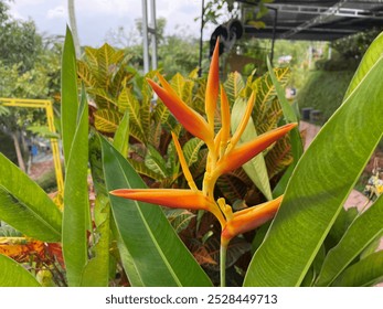 Vibrant orange and yellow heliconia flower blooming amidst lush greenery in a tropical garden during daytime - Powered by Shutterstock