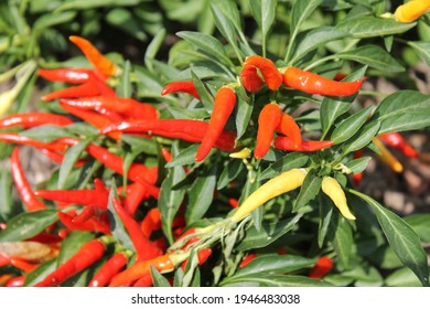 Vibrant Orange And Yellow Ornamental Pepper Plant