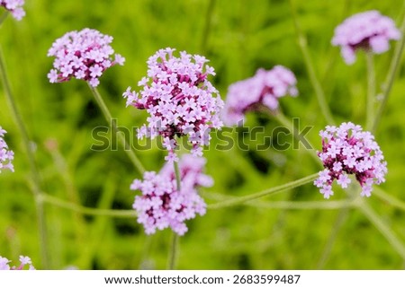 A vibrant overhead view of several clusters of purple Verbena flowers (Verbena bonariensis) on thin stems against a lush green background.