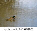 A vibrant pair of ducks gliding across a peaceful lake with rippling water reflections on a sunny day, showcasing tranquility and the beauty of natural wildlife in the outdoors.