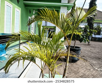 A vibrant palm tree with lush green leaves, planted in a pot near a house. The tree adds a tropical touch to the outdoor space - Powered by Shutterstock