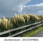 Vibrant pampas grass with tall feathery plumes swaying along a rustic wooden fence, set against a moody sky and lush green landscape. Ideal for nature, countryside, and outdoor themes.