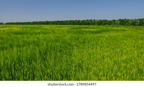 A vibrant panoramic web banner featuring an abundant green wheat field stretching alongside a dense deciduous forest under a clear blue summer sky.