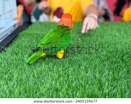 Vibrant Parrot on Grass. A colorful parrot with a fiery red head and lush green wings stands on artificial grass, with blurred figures in the background.