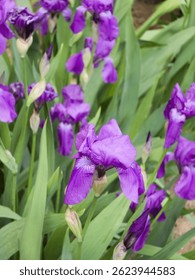 A vibrant patch of purple bearded iris (Iris × germanica) flowers in full bloom, surrounded by tall, sword-like green leaves. Several unopened buds promise more blossoms in this spring garden scene.