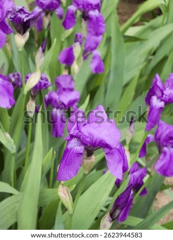 A vibrant patch of purple bearded iris (Iris × germanica) flowers in full bloom, surrounded by tall, sword-like green leaves. Several unopened buds promise more blossoms in this spring garden scene.