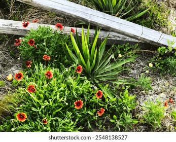 A vibrant patch of red wildflowers and green foliage growing near a wooden fence, blending natural beauty with rustic elements in a sandy setting. - Powered by Shutterstock