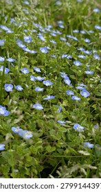 A vibrant patch of small blue flowers surrounded by green foliage in a natural setting.