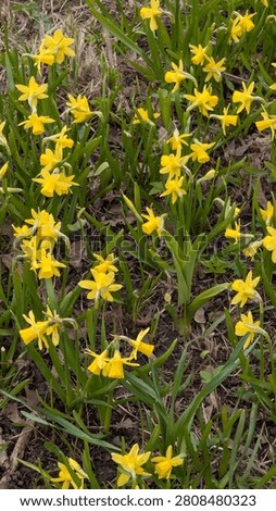 A vibrant patch of yellow daffodils blooming in the spring grass.