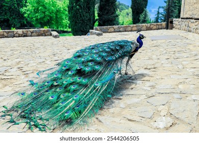 A vibrant peacock displays its colorful feathers on a sunlit stone path in a lush garden setting - Powered by Shutterstock