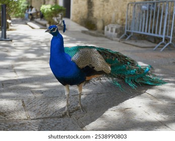 A vibrant peacock stands gracefully on a sunlit stone path in a garden setting. - Powered by Shutterstock