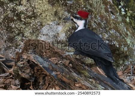 A vibrant Pileated Woodpecker bird perched atop a wooden tree stump surrounded by lush green foliage on the ground below