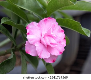 Vibrant pink Adenium flower blooming in lush green leaves. Blooming Adenium flower with soft pink petals and green foliage. Exotic pink Adenium flower in bloom with lush leaves. Gorgeous pink Adenium - Powered by Shutterstock