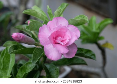 Vibrant pink Adenium flower captured at its peak bloom. Close-up of a radiant pink Adenium flower blooming among vibrant green foliage. Close-up of a tropical pink Adenium flower in bloom - Powered by Shutterstock