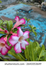 Un Adenium rosa vibrante