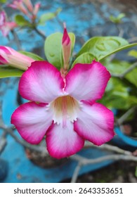 Un Adenium rosa vibrante