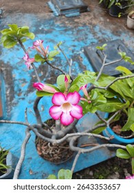 Un Adenium rosa vibrante