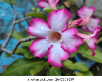 Un Adenium rosa vibrante
