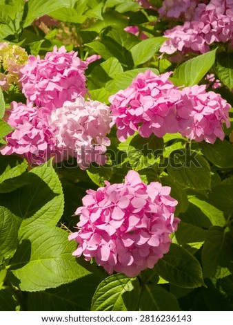 Vibrant pink bigleaf hydrangea (Hydrangea macrophylla) mophead flower clusters blooming outdoors surrounded by lush green foliage in natural sunlight.