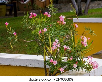 Vibrant Pink Bougainvillea flowers in a resort on Bonaire