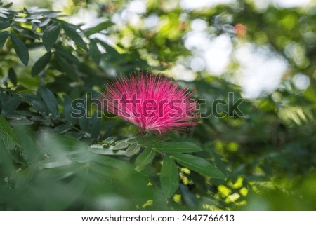 A vibrant pink Calliandra flower, known as Powder Puff, basks in the sunlight surrounded by lush green leaves. The beautiful weather highlights the unique, fluffy appearance of this tropical bloom.