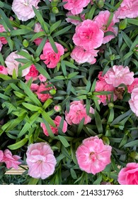 Vibrant Pink Carnations Flowers Directly Above View, Floral Wallpaper Background With Blooming Carnation Flowers