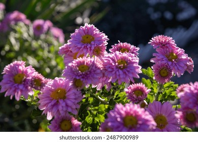Vibrant pink chrysanthemums - sunlight filtering through petals - dewdrops on delicate flowers - lush green foliage background - Powered by Shutterstock