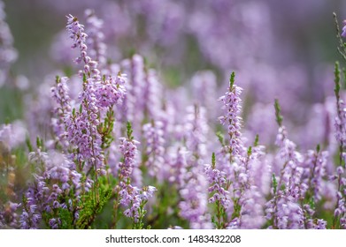 Vibrant pink common heather (Calluna vulgaris) blossoming outdoors. Amazing view with beautiful bokeh and light in background. Botanical photo. Soft focus.  - Shutterstock ID 1483432208