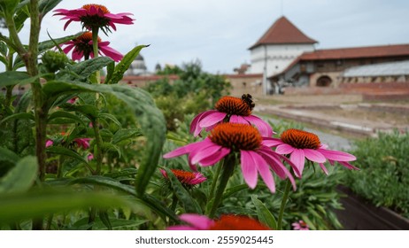 Vibrant pink coneflowers bloom with a pollinating bee in a charming garden setting. - Powered by Shutterstock