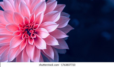 Vibrant pink dahlia in the garden on dark blue background with copy space. - Powered by Shutterstock