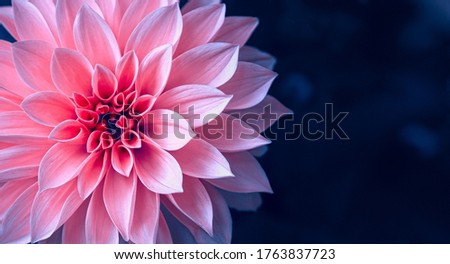 Vibrant pink dahlia in the garden on dark blue background with copy space.