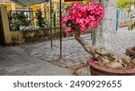 A vibrant pink desert rose bonsai in a pot beside a tree, symbolizing resilience and beauty in urban gardens