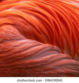 Vibrant pink flamingo feathers close up - Powered by Shutterstock