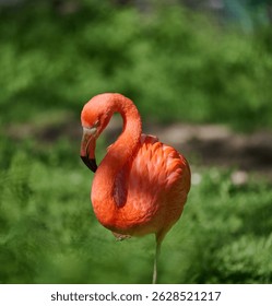 Un flamenco rosado vibrante se encuentra en una pierna, su cuello graciosamente curvado mientras descansa en un entorno verde exuberante