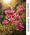 Vibrant pink flowers basking in the warm glow of the sun, creating a picturesque scene in a tranquil garden setting.